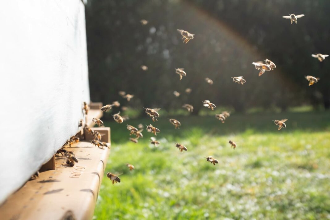 Urbane Imkerei: Bienenstöcke auf Stadtdächern