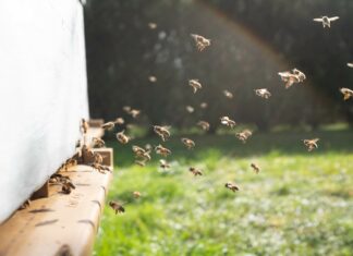 Urbane Imkerei: Bienenstöcke auf Stadtdächern