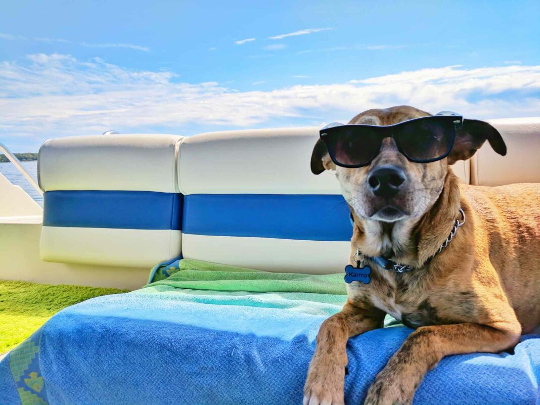 Urlaub mit Hund: Hunde-freundliche Hotels und Ferienhäuser